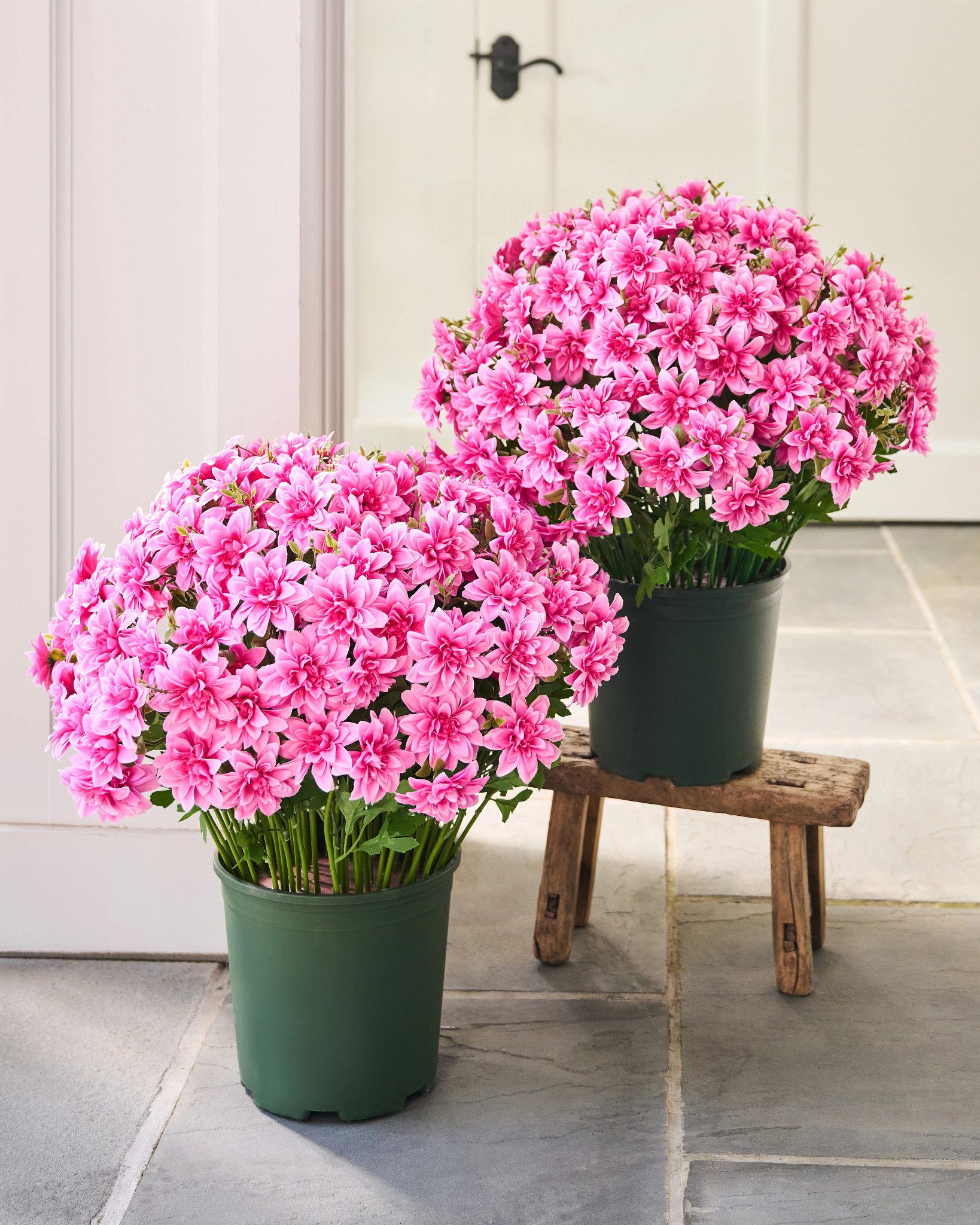 Outdoor Blush Dahlia Delight Pot Filler